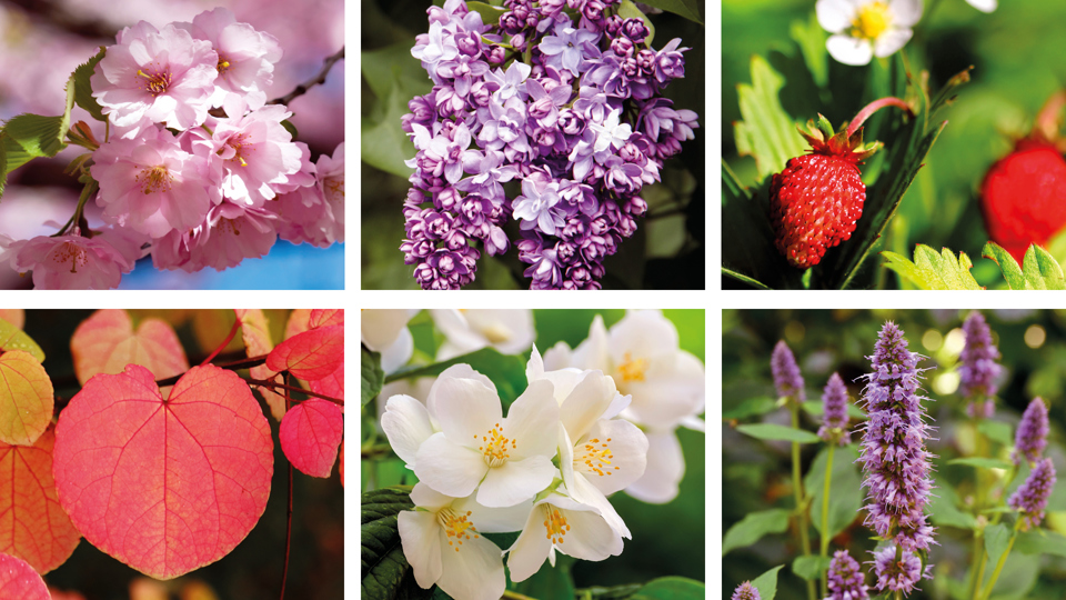 Bilder på växter så som Körsbärsträd, Syren, Smultron, Katsuraträd, Jasmin, Anisisop.